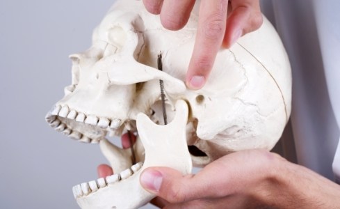 Model of jaw and skull bone used to explain T M J therapy